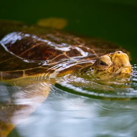 Grand Yasar 3 Vilă Okcular