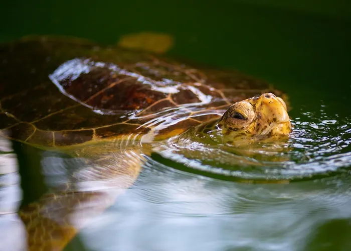Grand Yasar 3 Vilă Okcular